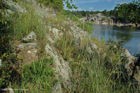 Piamonte / Pradera de afloramiento ribereño de los Apalaches centrales - CEGL006478 Piamonte / Pradera de afloramiento ribereño de los Apalaches centrales - CEGL006478