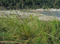 Piamonte / Pradera de afloramiento ribereño de los Apalaches centrales - CEGL006478 Piamonte / Pradera de afloramiento ribereño de los Apalaches centrales - CEGL006478