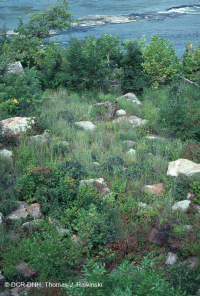 Piamonte / Pradera de llanura aluvial del lecho rocoso de los Apalaches centrales - CEGL6283 Piamonte / Pradera de llanura aluvial del lecho rocoso de los Apalaches centrales - CEGL6283