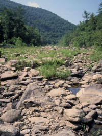 Pradera ribereña de Ridge and Valley Gravel-Wash - CEGL006477 Pradera ribereña de Ridge and Valley Gravel-Wash - CEGL006477
