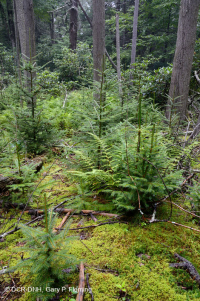 Pantano de filtración de gran elevación del sur de los Apalaches - CEGL006277 Pantano de filtración de gran elevación del sur de los Apalaches - CEGL006277