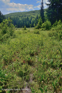 Ciénaga de filtración de los Apalaches centrales / Alto Allegheny - CEGL008534 Ciénaga de filtración de los Apalaches centrales / Alto Allegheny - CEGL008534