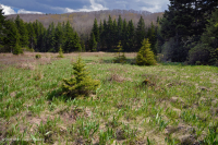 Ciénaga de filtración de los Apalaches centrales / Alto Allegheny - CEGL008534 Ciénaga de filtración de los Apalaches centrales / Alto Allegheny - CEGL008534