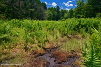 Ciénaga de pinos de los Apalaches centrales - CEGL007056 Ciénaga de pinos de los Apalaches centrales - CEGL007056