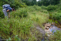 Ciénaga de pinos de los Apalaches centrales - CEGL007056 Ciénaga de pinos de los Apalaches centrales - CEGL007056