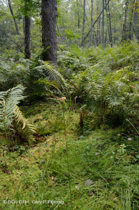 Ciénaga de pinos de los Apalaches centrales - CEGL007056 Ciénaga de pinos de los Apalaches centrales - CEGL007056