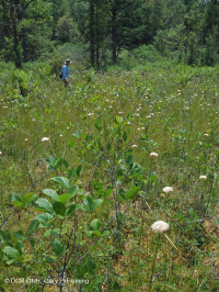Ciénaga de pinos de los Apalaches centrales - CEGL007056 Ciénaga de pinos de los Apalaches centrales - CEGL007056