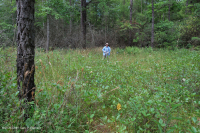 Ciénaga de pinos de los Apalaches centrales - CEGL007056 Ciénaga de pinos de los Apalaches centrales - CEGL007056