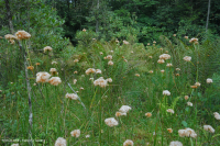 Ciénaga de pinos de los Apalaches centrales - CEGL007056 Ciénaga de pinos de los Apalaches centrales - CEGL007056