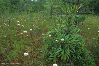 Ciénaga de pinos de los Apalaches centrales - CEGL007056 Ciénaga de pinos de los Apalaches centrales - CEGL007056