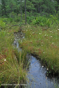 Ciénaga de pinos de los Apalaches centrales - CEGL007056 Ciénaga de pinos de los Apalaches centrales - CEGL007056