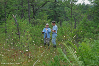 Ciénaga de pinos de los Apalaches centrales - CEGL007056 Ciénaga de pinos de los Apalaches centrales - CEGL007056