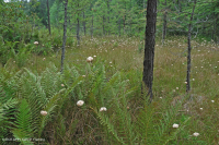 Ciénaga de pinos de los Apalaches centrales - CEGL007056 Ciénaga de pinos de los Apalaches centrales - CEGL007056