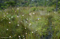 Turbera arbustiva de gran elevación del sur de los Apalaches - CEGL003913 Turbera arbustiva de gran elevación del sur de los Apalaches - CEGL003913