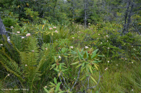Turbera arbustiva de gran elevación del sur de los Apalaches - CEGL003913 Turbera arbustiva de gran elevación del sur de los Apalaches - CEGL003913