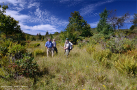 Turbera arbustiva de gran elevación del sur de los Apalaches - CEGL003913 Turbera arbustiva de gran elevación del sur de los Apalaches - CEGL003913