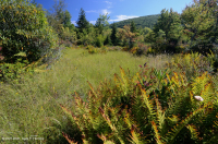 Turbera arbustiva de gran elevación del sur de los Apalaches - CEGL003913 Turbera arbustiva de gran elevación del sur de los Apalaches - CEGL003913