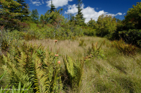 Turbera arbustiva de gran elevación del sur de los Apalaches - CEGL003913 Turbera arbustiva de gran elevación del sur de los Apalaches - CEGL003913