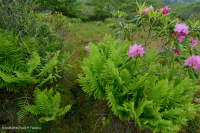 Turbera arbustiva de gran elevación del sur de los Apalaches - CEGL003913 Turbera arbustiva de gran elevación del sur de los Apalaches - CEGL003913