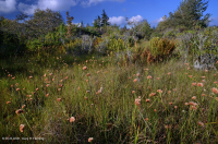 Turbera arbustiva de gran elevación del sur de los Apalaches - CEGL003913 Turbera arbustiva de gran elevación del sur de los Apalaches - CEGL003913