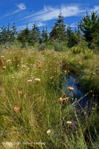 Turbera arbustiva de gran elevación del sur de los Apalaches - CEGL003913 Turbera arbustiva de gran elevación del sur de los Apalaches - CEGL003913