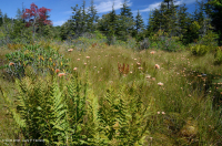 Turbera arbustiva de gran elevación del sur de los Apalaches - CEGL003913 Turbera arbustiva de gran elevación del sur de los Apalaches - CEGL003913