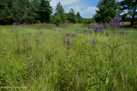 Pantano máfico de Blue Ridge del sur (tipo junco del bosque) - CEGL004252 Pantano máfico de Blue Ridge del sur (tipo junco del bosque) - CEGL004252