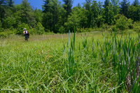 Pantano máfico de Blue Ridge del sur (tipo junco del bosque) - CEGL004252 Pantano máfico de Blue Ridge del sur (tipo junco del bosque) - CEGL004252