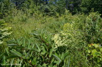 Pantano máfico de Southern Blue Ridge (tipo de hierba baja) - CEGL003917 Pantano máfico de Southern Blue Ridge (tipo de hierba baja) - CEGL003917