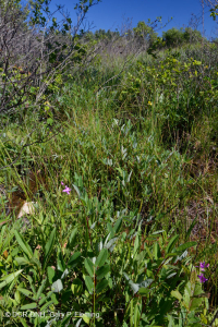 Pantano máfico de Southern Blue Ridge (tipo de hierba baja) - CEGL003917 Pantano máfico de Southern Blue Ridge (tipo de hierba baja) - CEGL003917