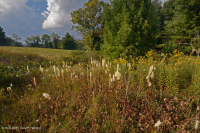 Pantano máfico de Southern Blue Ridge (tipo de hierba baja) - CEGL003917 Pantano máfico de Southern Blue Ridge (tipo de hierba baja) - CEGL003917