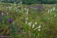Pantano máfico de Southern Blue Ridge (tipo de hierba baja) - CEGL003917 Pantano máfico de Southern Blue Ridge (tipo de hierba baja) - CEGL003917