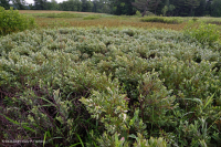 Pantano máfico de Blue Ridge del sur (tipo junco del bosque) - CEGL004252 Pantano máfico de Blue Ridge del sur (tipo junco del bosque) - CEGL004252