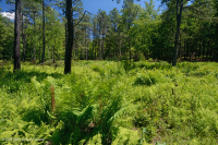 Pantano máfico de Southern Blue Ridge (tipo de hierba baja) - CEGL003917 Pantano máfico de Southern Blue Ridge (tipo de hierba baja) - CEGL003917