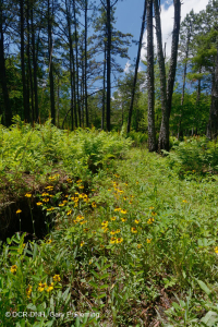 Pantano máfico de Southern Blue Ridge (tipo de hierba baja) - CEGL003917 Pantano máfico de Southern Blue Ridge (tipo de hierba baja) - CEGL003917