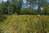 Pantano máfico de Southern Blue Ridge (tipo de hierba baja) - CEGL003917 Pantano máfico de Southern Blue Ridge (tipo de hierba baja) - CEGL003917