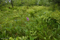 Pantano máfico de Southern Blue Ridge (tipo de hierba baja) - CEGL003917 Pantano máfico de Southern Blue Ridge (tipo de hierba baja) - CEGL003917