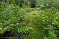 Pantano máfico de Southern Blue Ridge (tipo de hierba baja) - CEGL003917 Pantano máfico de Southern Blue Ridge (tipo de hierba baja) - CEGL003917
