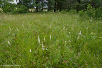 Pantano máfico de Southern Blue Ridge (tipo de hierba baja) - CEGL003917 Pantano máfico de Southern Blue Ridge (tipo de hierba baja) - CEGL003917