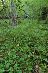 Filtración del bosque máfico de la cresta azul del sur – CEGL004994 Filtración del bosque máfico de la cresta azul del sur – CEGL004994