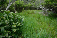 Pantano máfico de Blue Ridge del Norte – CEGL006249 Pantano máfico de Blue Ridge del Norte – CEGL006249