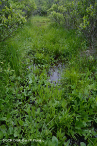 Pantano máfico de Blue Ridge del Norte – CEGL006249 Pantano máfico de Blue Ridge del Norte – CEGL006249