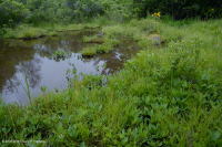 Pantano máfico de Blue Ridge del Norte – CEGL006249 Pantano máfico de Blue Ridge del Norte – CEGL006249