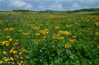 Pantano máfico de Blue Ridge del Norte – CEGL006249 Pantano máfico de Blue Ridge del Norte – CEGL006249