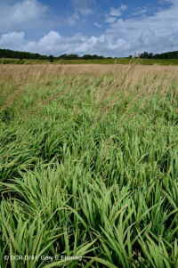 Pantano máfico de Blue Ridge del Norte – CEGL006249 Pantano máfico de Blue Ridge del Norte – CEGL006249