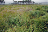 Pantano máfico de Blue Ridge del Norte – CEGL006249 Pantano máfico de Blue Ridge del Norte – CEGL006249