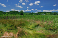 Marisma salada interior de Ridge and Valley - CEGL006234 Marisma salada interior de Ridge and Valley - CEGL006234