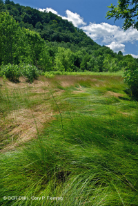 Marisma salada interior de Ridge and Valley - CEGL006234 Marisma salada interior de Ridge and Valley - CEGL006234