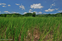 Marisma salada interior de Ridge and Valley - CEGL006234 Marisma salada interior de Ridge and Valley - CEGL006234