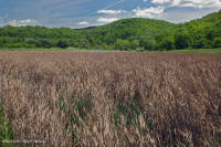 Marisma salada interior de Ridge and Valley - CEGL006234 Marisma salada interior de Ridge and Valley - CEGL006234